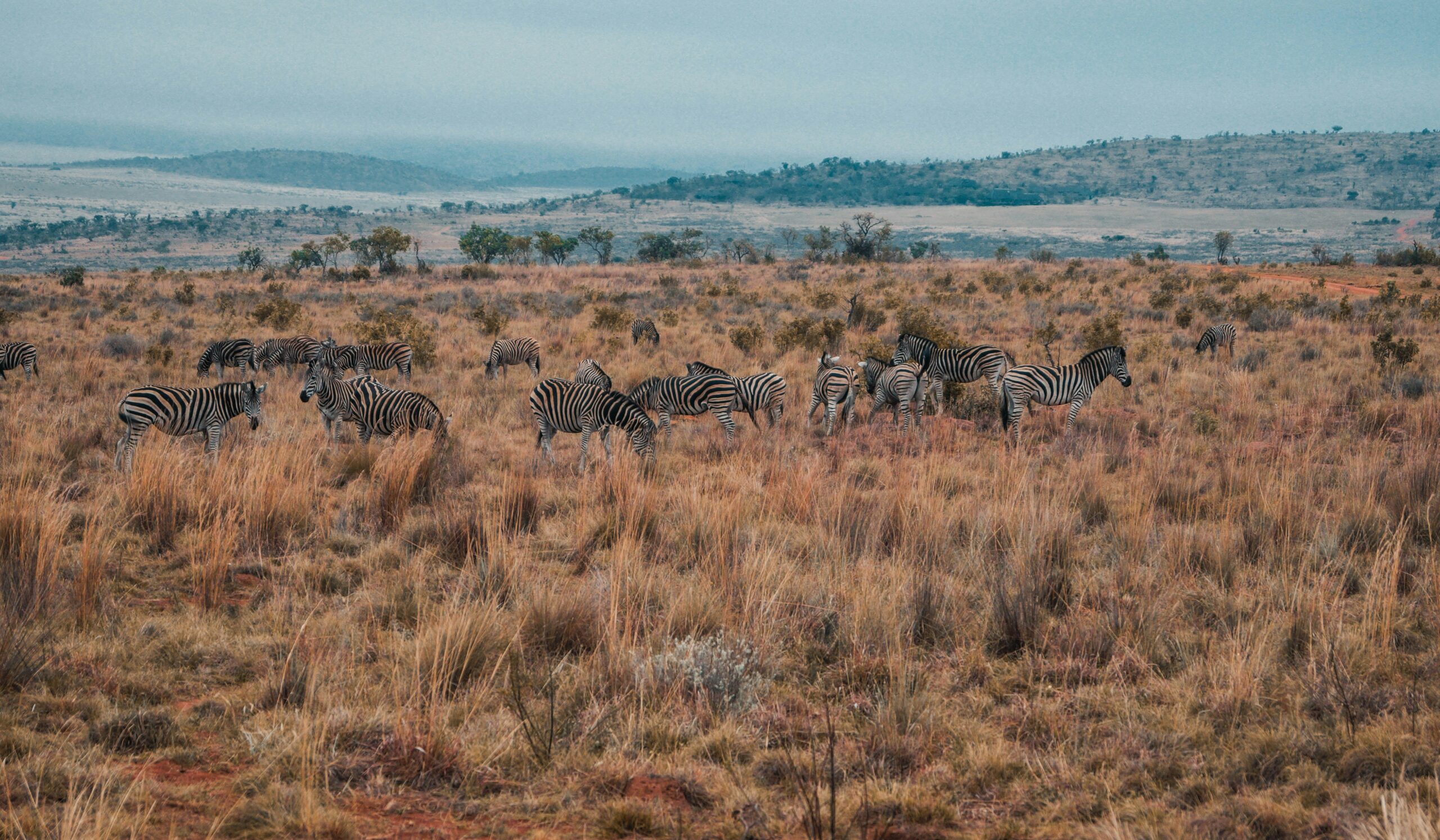 La réserve animalière Shamwari rejoindra la marque « Rare Finds Resort » de Kerzner International à partir d'avril 2026.