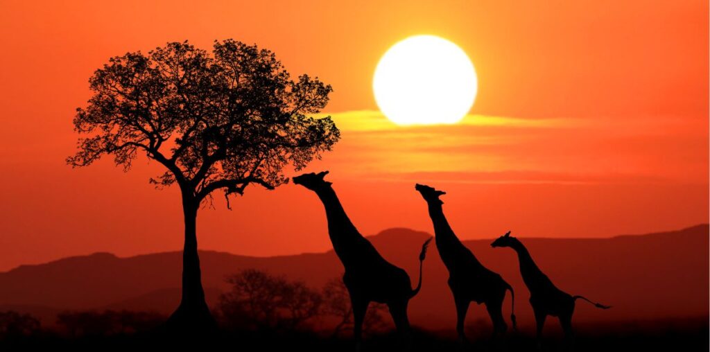 Afrique du Sud : proposition de frais de 500 rands pour l'ETA, sans impact sur les touristes français.